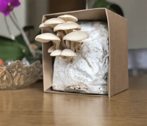 Oyster Mushroom Oyster Mushrooms Grow Kit Packaging Type PP Bag