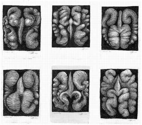 Peter Randall Page Walnuts Nature Art Drawings Natural Form