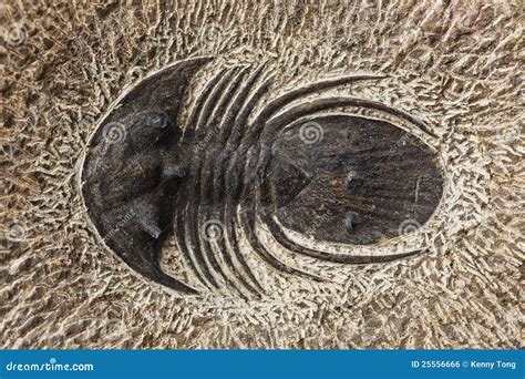 Fossile Di Trilobite Fotografia Stock Immagine Di Paleontologia 25556666