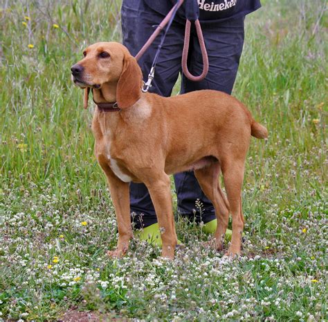 Cane Segugio Maremmano In Adozione A BERGAMO BRESCIA COMO CREMONA LECCO