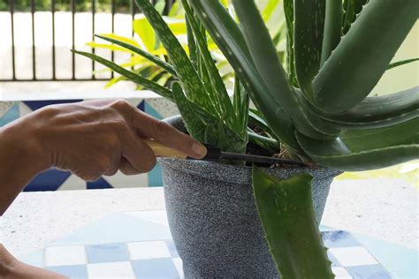 How To Harvest Aloe Vera Leaves Gardeners Path