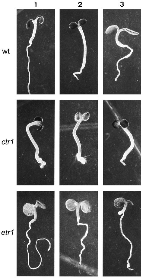 Ethylene Can Stimulate Arabidopsis Hypocotyl Elongation In The Light Pnas