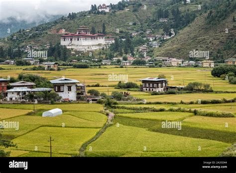 Rice fields and Paro dzong (Rinpung Dzong), Bhutan Stock Photo - Alamy