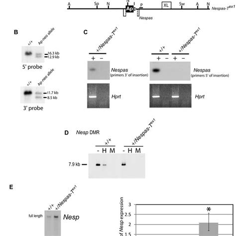 Overview Of The Mouse Gnas Locus Showing The Organisation Of The