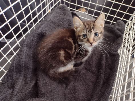 Rspca Appeals After Kitten With Wounded Legs Dumped In Oldham Katzenworld