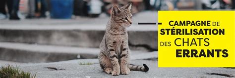 Campagne de stérilisation des chats errants Volmerange Les Mines