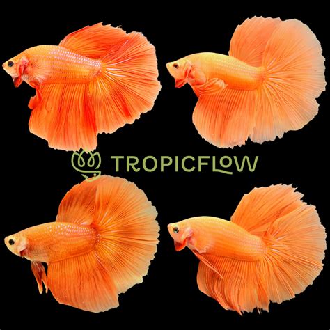 Orange Halfmoon Male Betta Fish Tropicflow