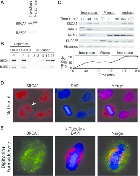 Cell Cycle Dependent Properties Of Brca1bard1 Download Scientific