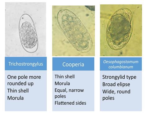 Oesophagostomum Egg