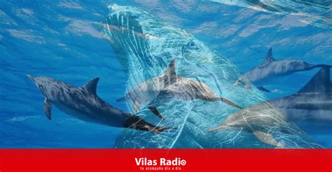 HOY SE CELEBRA EL DÍA MUNDIAL DE LAS BALLENAS Y LOS DELFINES Vilas Radio