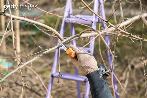 Gardener S Hand Prunes And Cuts Branches Of A Tree In The Garden With