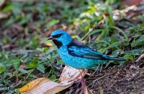 Workshop De Turismo De Observa O De Aves Para Incentivar A Atividade