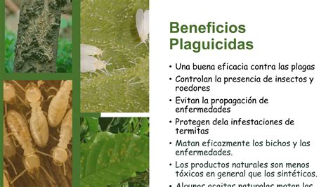 Plaguicidas Y Fertilizantes Beneficios Y Riesgos Ppt