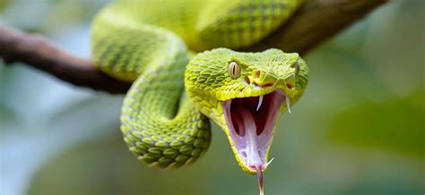 Preventing Snake Bite Incidents In Your Home And Yard