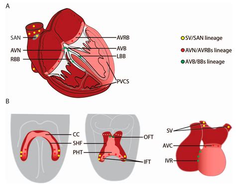 Label The Cardiac Conduction System