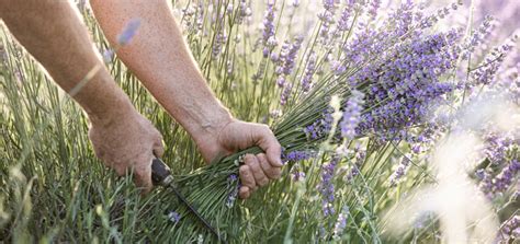 Useful Things To Do With Your Lavender Harvest Dherbs