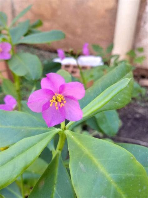 Talinum Paniculatum Jacq Gaertn Rama Del Sapo Flora Mundial Pl