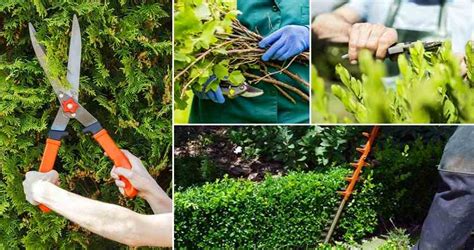 Servizi Giardiniere Catania Manutenzione Del Verde Taglio Alberi E Prati