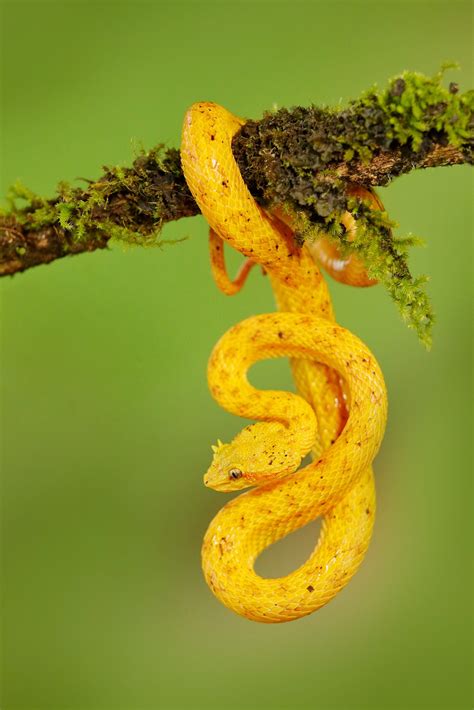 Snake Profile: Eyelash Viper (7 Must See Pictures)