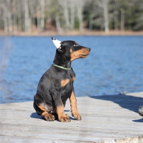 Maverick Doberman Puppy For Sale In West Virginia Puppyhero