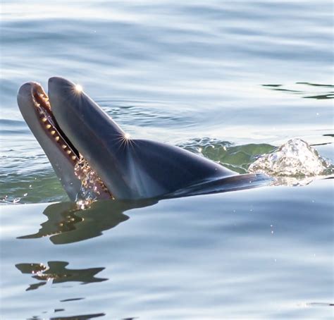 Blue Lagoon Pearl Farm: A Hidden Gem in Monkey Mia