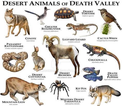 Animals in the desert habitat | Animal Big