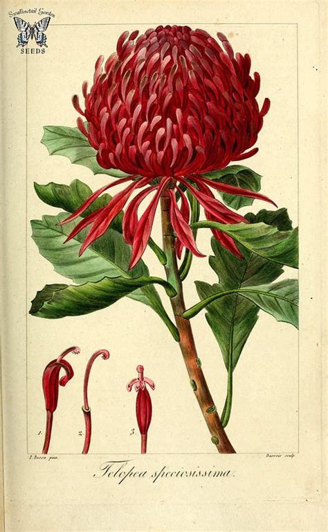 Waratah Telopea Speciosissima Herbier G N Ral De Lam Flickr