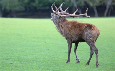 Rhodes L Coute Du Brame Du Cerf Au Parc De Sainte Croix