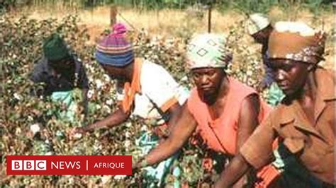 Coton Le Mali Premier Producteur En Afrique BBC News Afrique