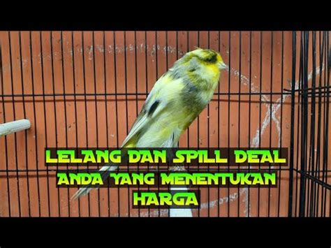 SPIL DEAL LELANG KENARI FULL SENYUM MATERI MEWAH GIVE AWAY BURUNG