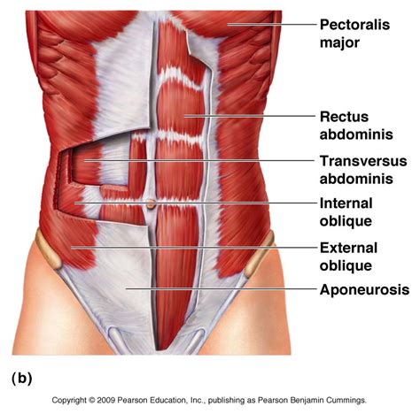 Sport Massage:- Anterior Trunk Muscles (3) Diagram | Quizlet