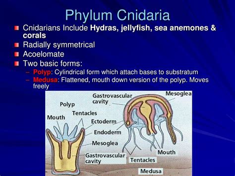 Ppt Phylum Cnidaria Powerpoint Presentation Free Download Id2046173