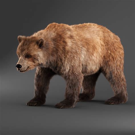 Brown Bear 3d Model Cgtrader