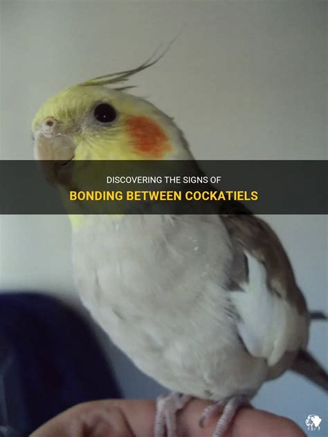 Discovering The Signs Of Bonding Between Cockatiels Petshun