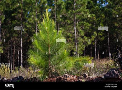 Sapling Tree Hi Res Stock Photography And Images Alamy
