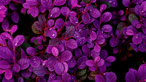 15 Plants With Purple Leaves Perfect For Your Indoor Space