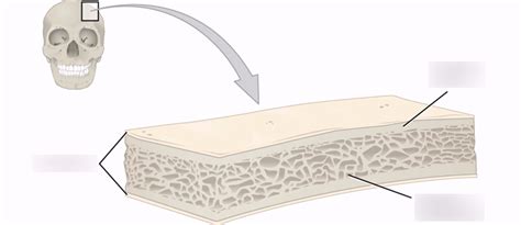 Diagram of Flat Bone Diagram | Quizlet