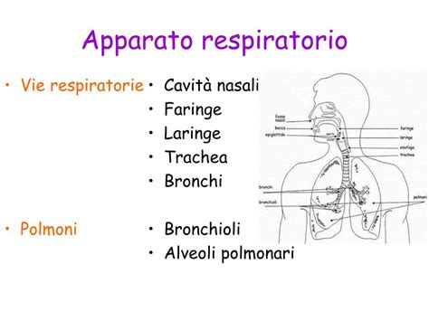 Ppt Apparato Respiratorio Powerpoint Presentation Free Download Id 6136609