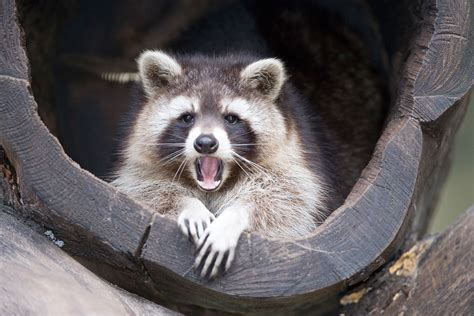 Woman Emerges Victorious in Raccoon Fight