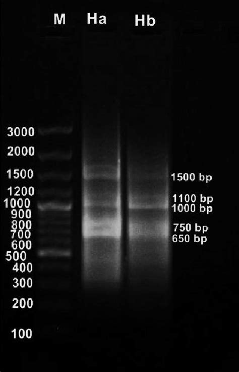 Rapd Pcr Patterns Of Amplified Dna Fragments Amplified By Primer