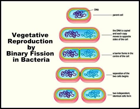 Asexual Reproduction In Bacteria