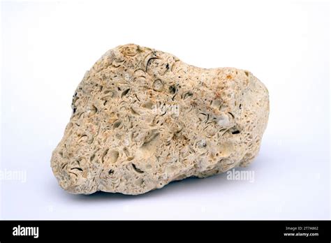 Coquina is kind of fossiliferous limestone. Limestone is a carbonate ...