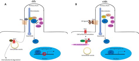 Hh Signaling Pathway In Vertebrate A In The Absence Of Hh Ligands