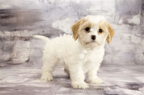 Teacup Cavachon Full Grown