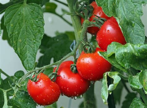 The Best Fertilizer For Your Tomato Plants Can Only Be Determined After