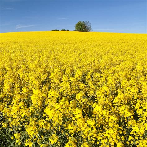 Outsidepride Brassica Trophy Forage Rape Seed For Food