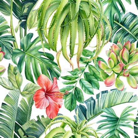 Tropical Palm Leaves Banana Palm Monstera Strelitzia On Isolated White Background Watercolor