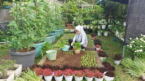 Raised Bed Sayur Kangkung Diubah Menjadi Permadani Tanaman Hias