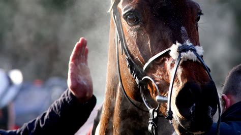Myth Busting Common ‘problems When Retraining Racehorses Horse And Hound