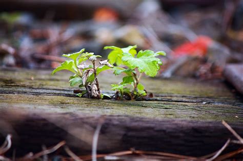 Free Images Tree Nature Branch Plant Wood Leaf Flower Wildlife